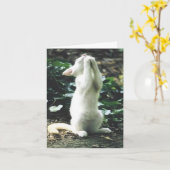 grappige kat kaart (Gele Bloem)