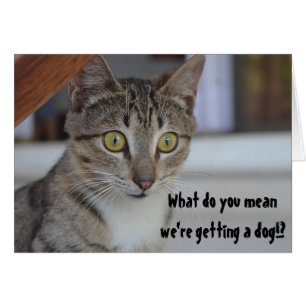 Grappige kat krijgt een hond Humor Verrassing