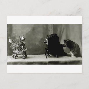 grappige katten  fotokaart voor katten briefkaart