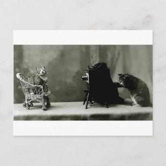 grappige katten fotokaart voor katten briefkaart