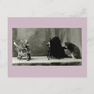 grappige katten  fotokaart voor katten briefkaart