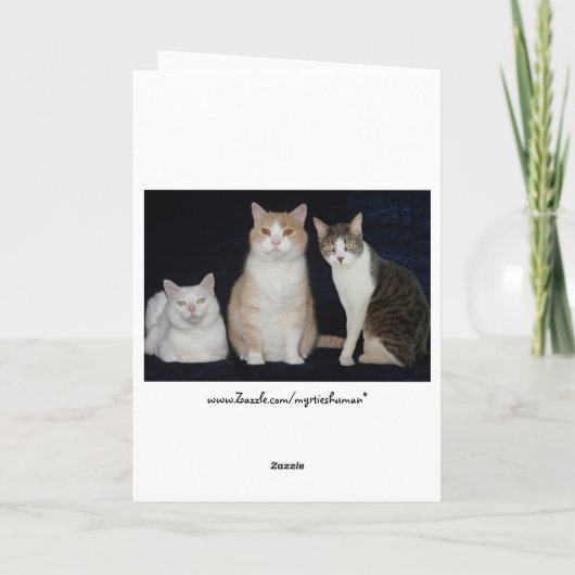 Grappige katten kaart (Achterkant)