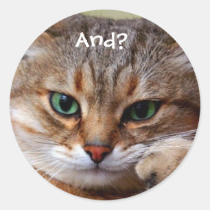Grappige Katten Stickers