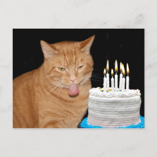 Grappige kattenverjaardag briefkaart