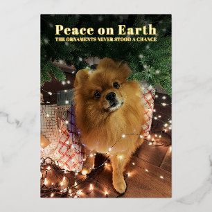 Grappige Kerstmis Pomeränische hond Vrede op aard Folie Feestdagenkaart