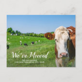Grappige Koe, nieuw huis, aangepaste adres, we zij Briefkaart (Voorkant)