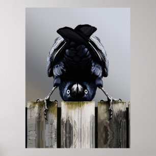 Grappige Kraai Muurkunst – Ondersteboven Vogel Poster