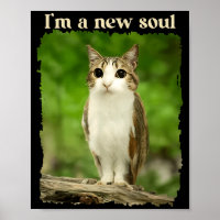 Grappige Meowl Meme, Kat Uil Meme Brainrot Gen Alp