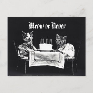 Grappige miauw of nooit kitten kattenverjaardag briefkaart