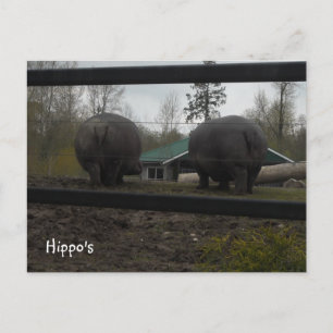Grappige nijlpaarden die weglopen briefkaart