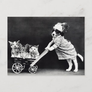 Grappige Puppy en Kittens Ansichtkaart Gerestaur Briefkaart