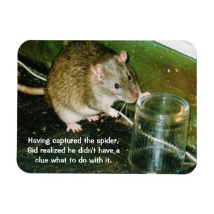 grappige rat magnet magneet
