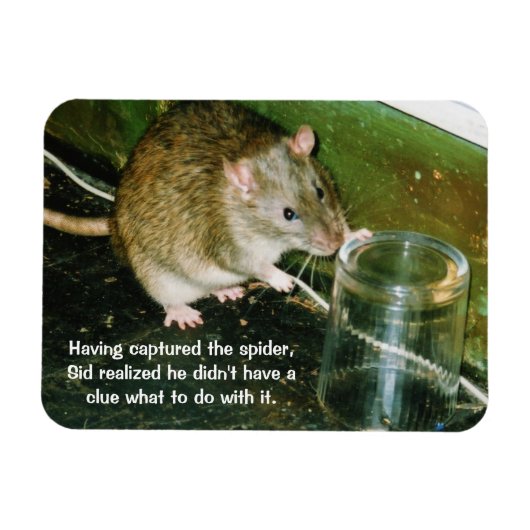 Grappige rattenmagneet magneet (Horizontaal)