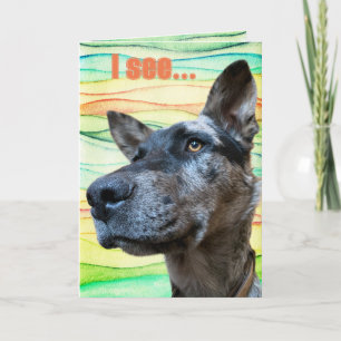 Grappige Runderhond Kop Foto Kleurrijke Achtergron Kaart