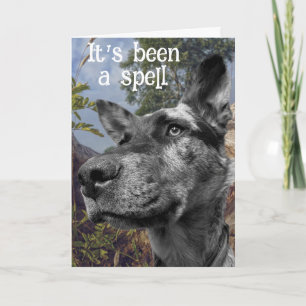 Grappige Runderhond Kop Foto Kleurrijke Achtergron Kaart
