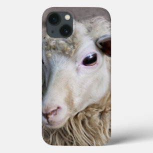Grappige schapen iPhone 13 hoesje