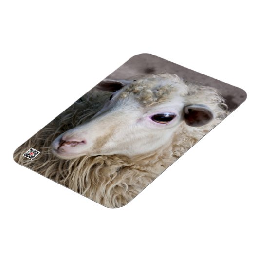 Grappige schapen magneet (Linkerzijde)