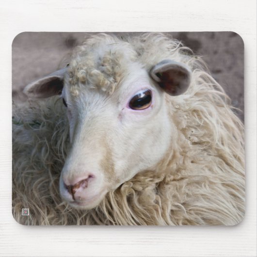 Grappige schapen muismat (Voorkant)