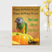 Grappige Senegal Parrot Verjaardag Kaart (Gele Bloem)