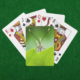 Grappige vlinder gluurt over blad pokerkaarten