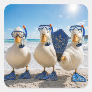 Grappige Witte Eenden met Snorkelapparatuur Vierkante Sticker