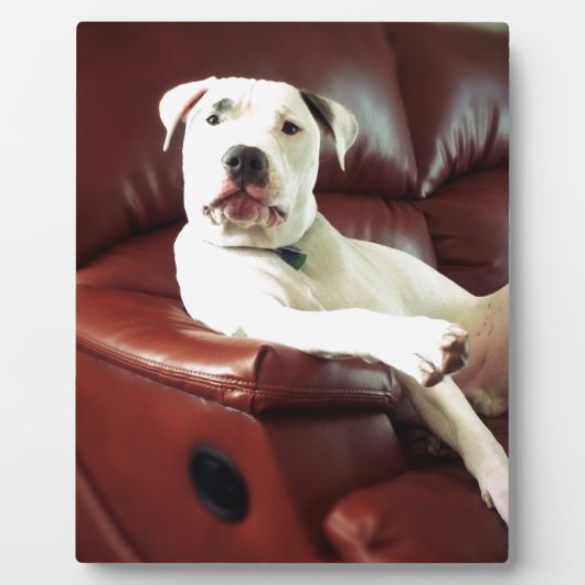 grappige witte pitbull hond op de bank fotoplaat (Voorkant)