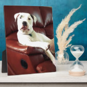 grappige witte pitbull hond op de bank fotoplaat (Zijkant)