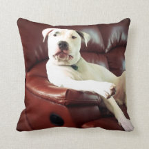 grappige witte pitbull hond op de bank