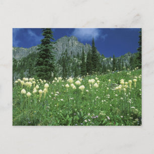 gras bij het meer van Eunice, Mt. Rainier NP, WA; Briefkaart