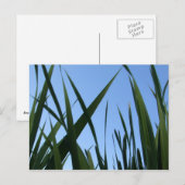 Gras Briefkaart (Voorkant / Achterkant)