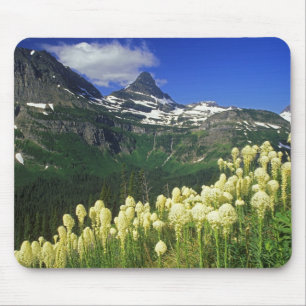 gras op Logan Pass in Glacier National Park Muismat
