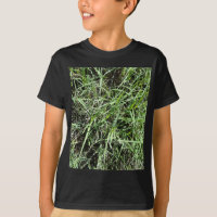 Gras