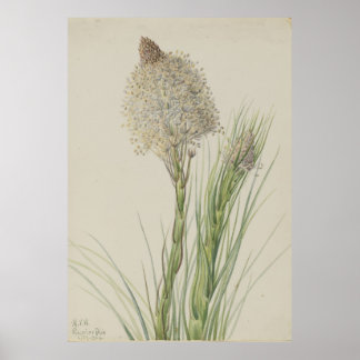 gras (Xerophyllum tenax) Poster
