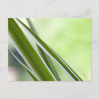 Gräser Briefkaart