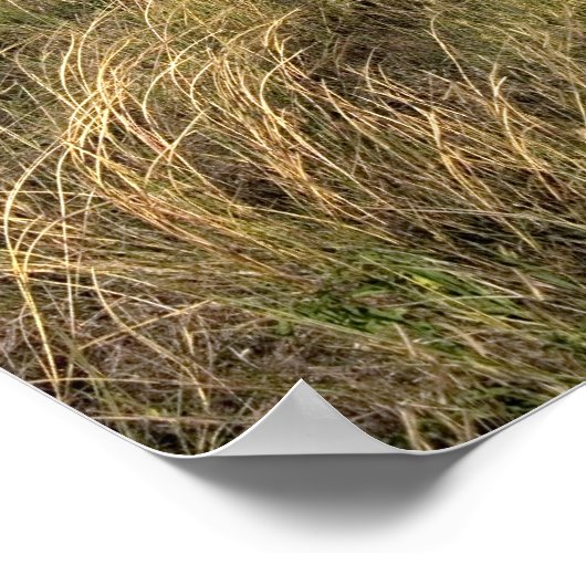 Graslandprairie ten oosten van Sidney, Nebraska. Poster (Hoek)