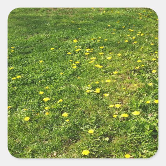 Grass and Dandelions Sticker (Voorkant)