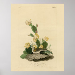 Grass Finch, Bay-winged Bunting of Vesper Sparrow Poster