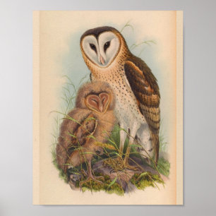 Grass Owl Brown  Bird Art Print