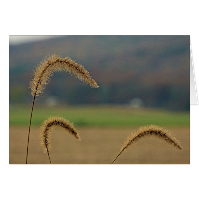 Grass Seed Stalks (Voorkant Horizontaal)