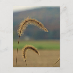 Grass Seed Stalks Briefkaart