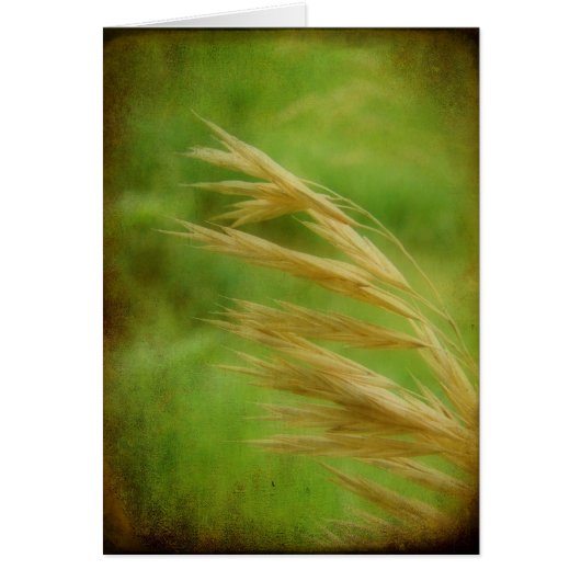 Grass Seed Toutes les Occassions Carte de voeux (Devant)