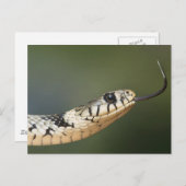 Grass Snake Briefkaart (Voorkant / Achterkant)