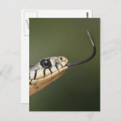Grass Snake Briefkaart (Voorkant / Achterkant)