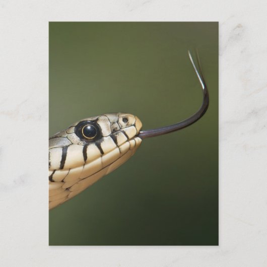 Grass Snake Briefkaart (Voorkant)