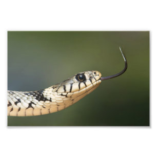 Grass Snake Foto Afdruk