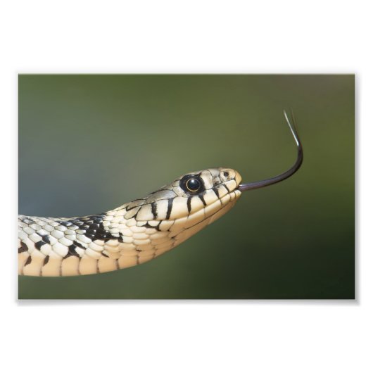 Grass Snake Foto Afdruk (Voorkant)