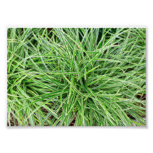 Grassen Foto Afdruk