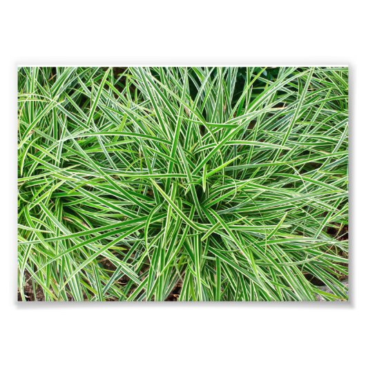 Grassen Foto Afdruk (Voorkant)