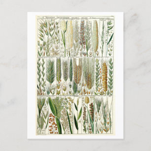  Grasses Botanische Grafiek Briefkaart