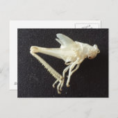 Grasshop 1-opgeleide brainfart briefkaart (Voorkant / Achterkant)